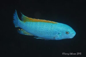 Labeotropheus trewavasae 'Makokola Reef'